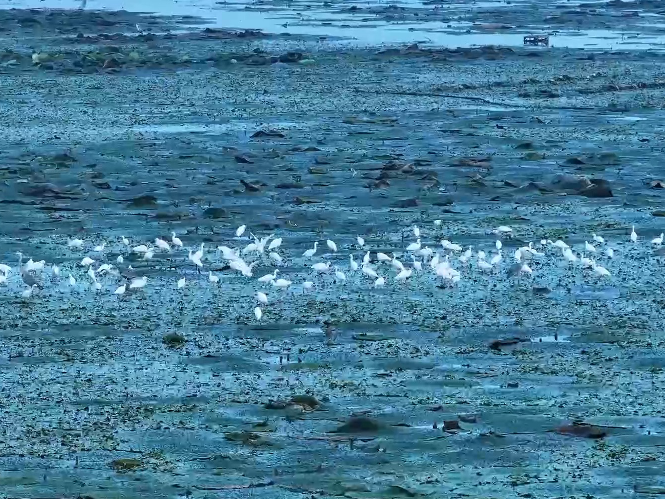 俯瞰秋日湿地 绝美壁纸已上新