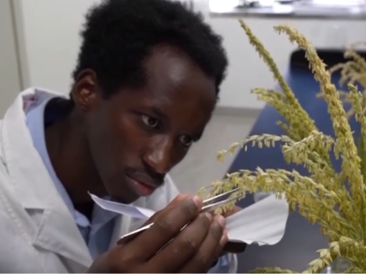 中非农业合作结硕果 为非洲农业发展注入人才“活水”