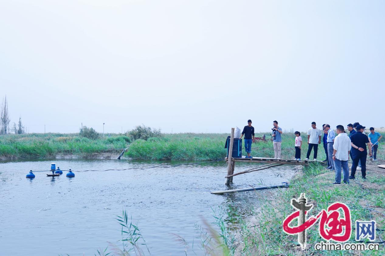 沧海桑田看今朝丨第十四师昆玉市：沙漠里养出罗非鱼