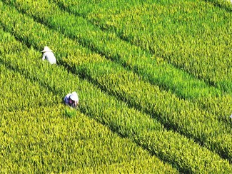 白露：露从今夜白 肺宜自此养（二十四节气里的中医养生之道）