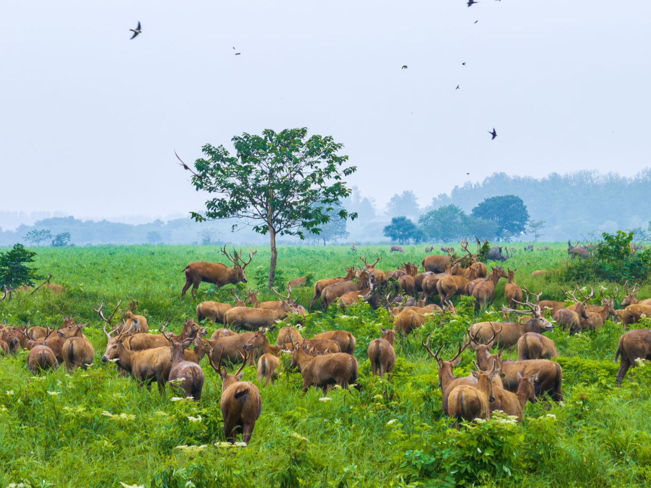 长江之畔呦呦鹿鸣