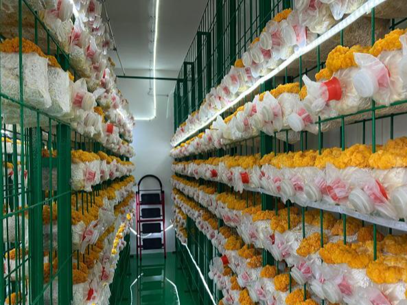 小菌菇带来大产业 浙江让 “菌中黄金” 变成“致富花”