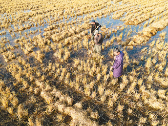 饲草产业迎“三增”