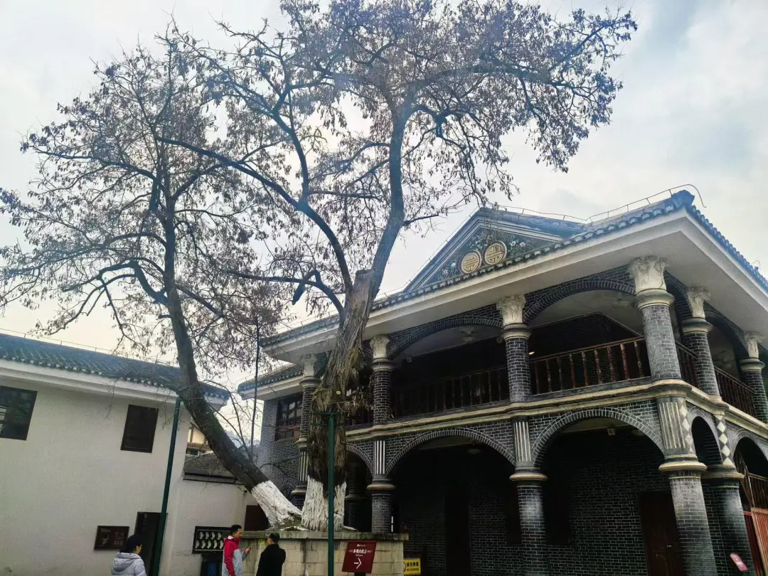 【学习小组】那棵槐树