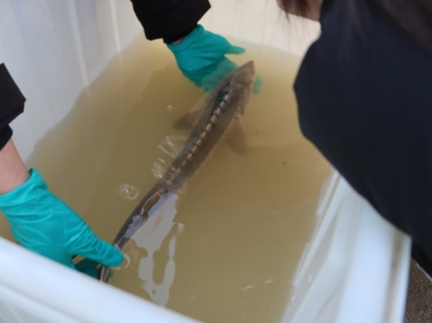 “水中大熊猫”再现 江苏如东海域发现一尾幼体中华鲟