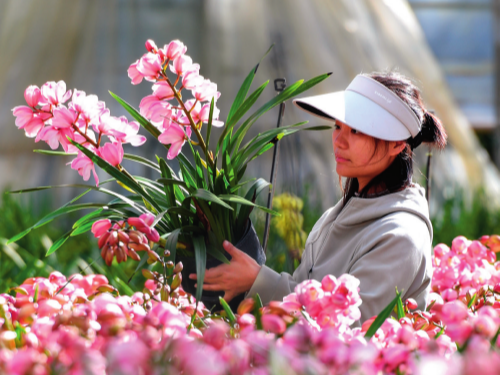 瞭望·治国理政纪事｜加快建设我国面向南亚东南亚辐射中心