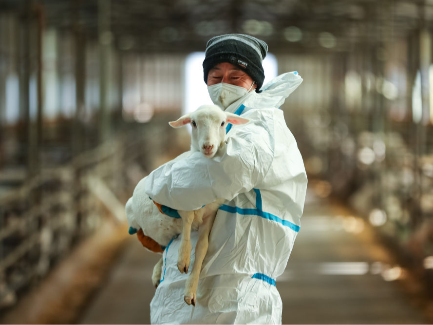 新春走基层|西北富农羊，走进粤港澳年货市场