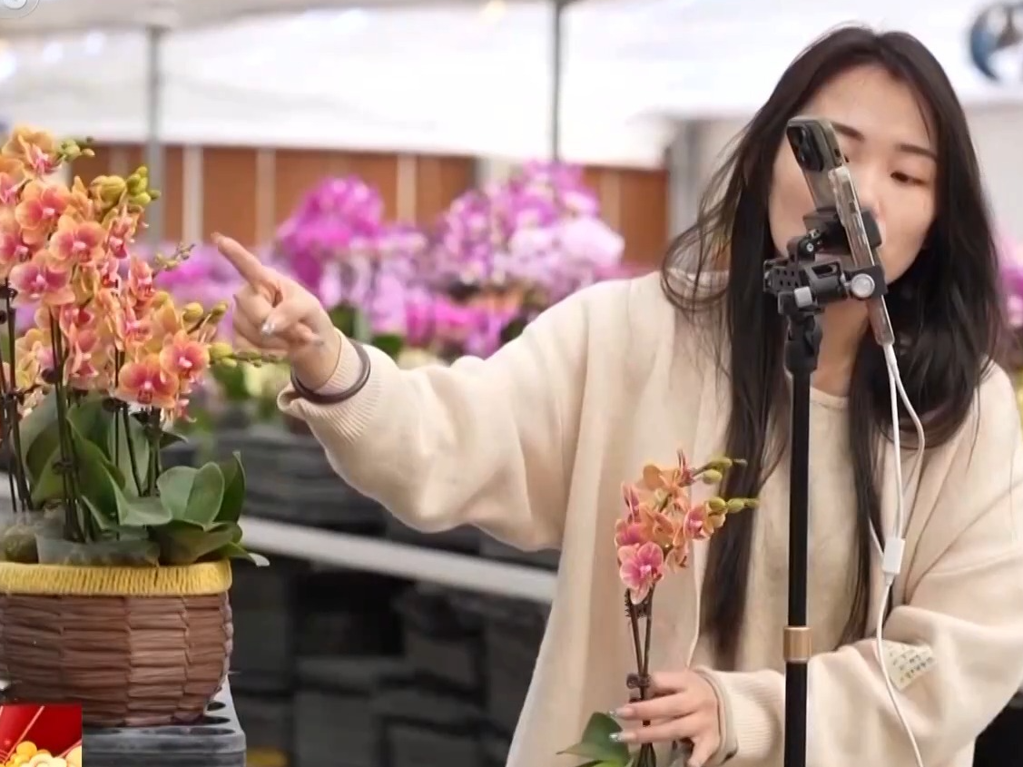 新春走基层丨种植基地→花卉市场→千家万户 年宵花的背后是他们的辛勤付出