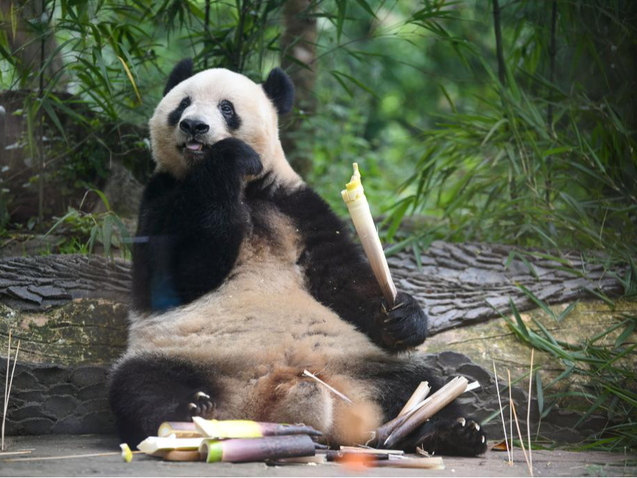 通讯｜免签政策让日本“熊猫迷”开启“说走就走”中国行