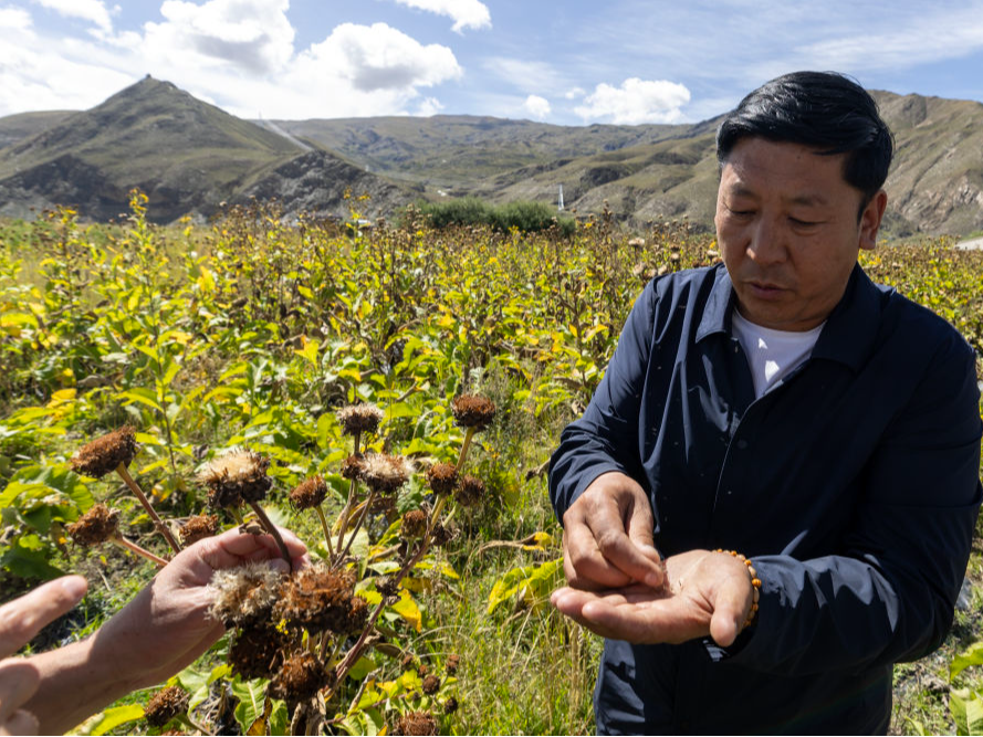 从一滴药浴到34亿元产值：传统藏医药走进现代生活
