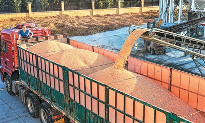 中国粮食安全得到有效保障（锐财经）