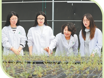 他们在沙海种下绿色未来