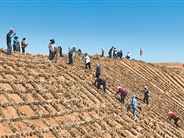 麦草方格，方寸之间锁流沙（生态治理中的中国智慧）