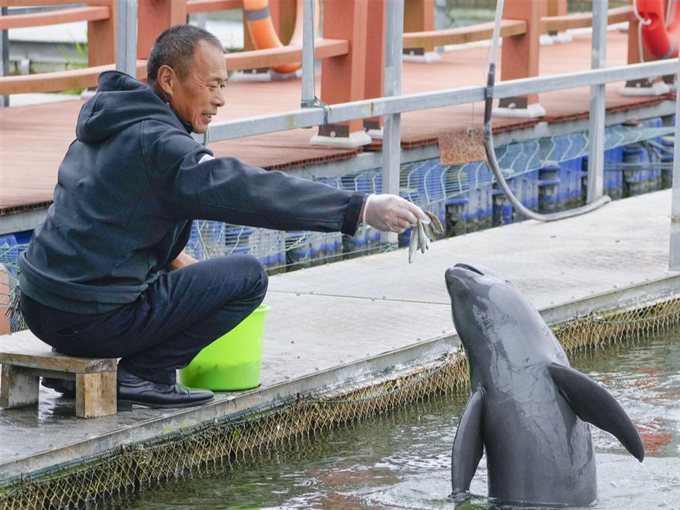 何以中国｜江豚起舞、麋鹿撒欢，荆江之畔成为“湿地精灵”乐园
