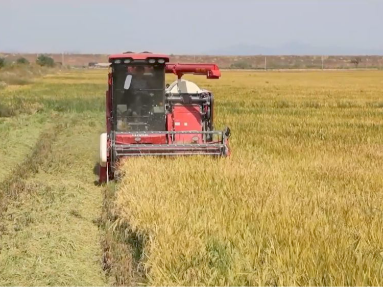 新华视点｜沃野金秋收获忙 共绘丰年好图景