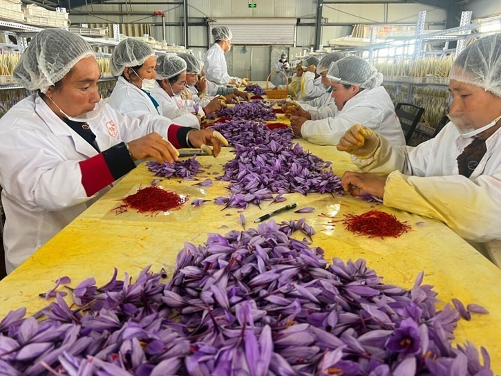 “新”上好物｜沙漠腹地也“藏”不住的“红”颜秘方