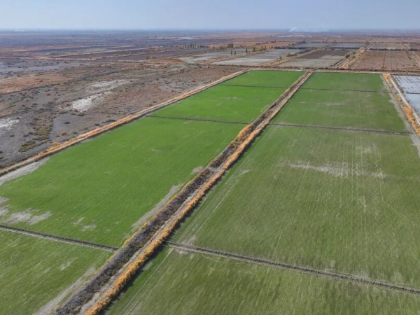 改土选种四年攻关 南疆这片盐碱地“海水稻”丰收了