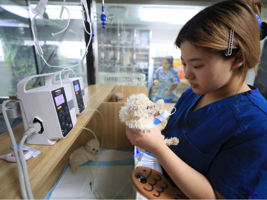 “吸睛”又“吸金” 千亿宠物经济赛道火热