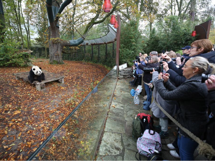 旅比大熊猫“守护者”埃里克·董博：打开感知中国之门