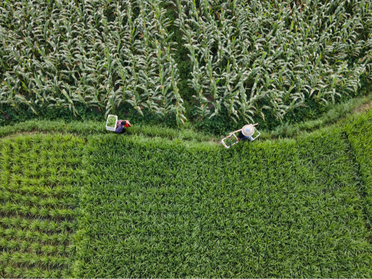 微观高质量发展｜一座矿山里的“生态蝶变”