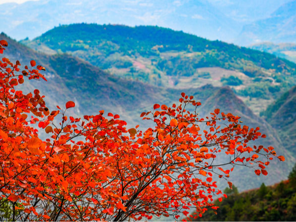 红了三峡 火了县域 富了百姓——重庆巫山以红叶为媒释放文旅新动能