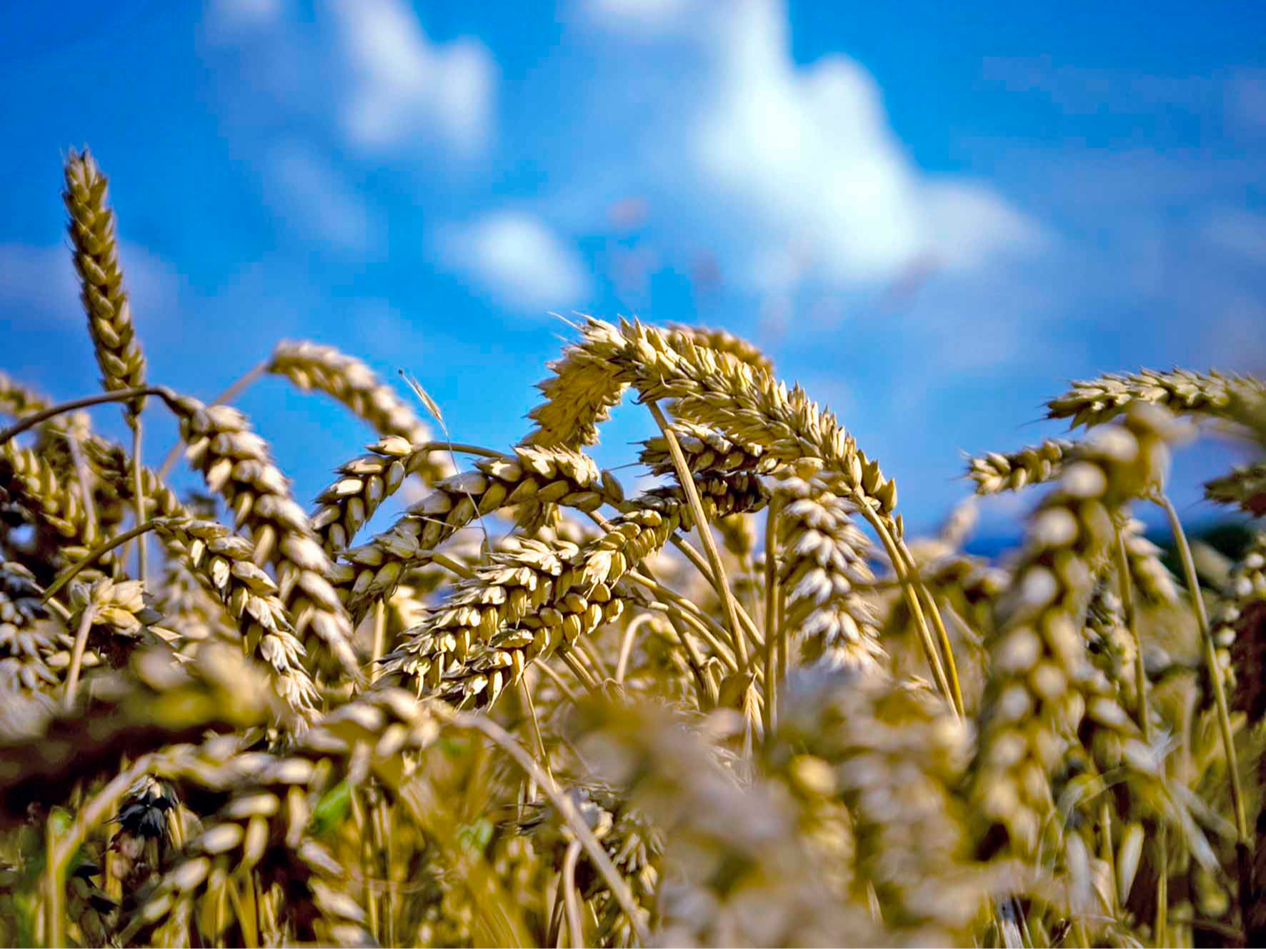 外媒说丨2025年中国市场上出现越来越多的俄罗斯农产品