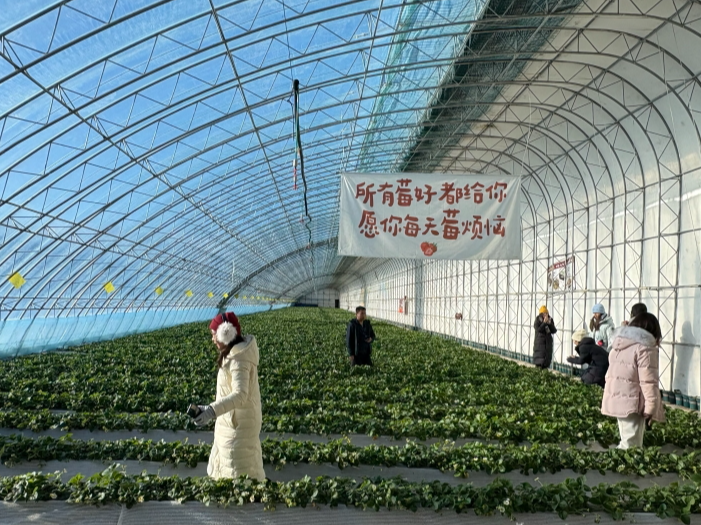 新疆的冬天亚克西丨从雪场滑到大棚，奔赴乌鲁木齐县的“莓”好暖冬