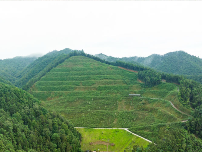 四中全会精神在基层|荒山“焕新”记