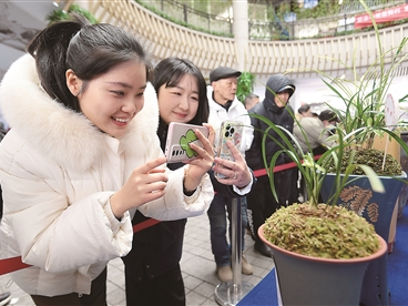 幽幽兰香  盈盈满城（一朵花读懂一座城）