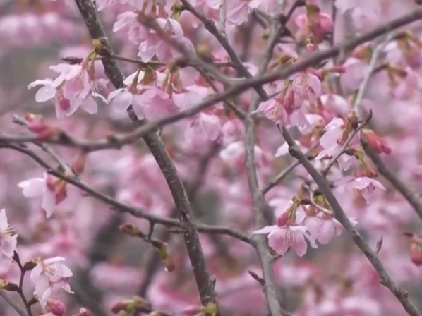 “县域游”“滨海游”“赏花游”热力足 文旅市场释放高质量发展新潜力