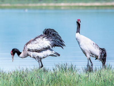 高原小城，舞出新气象（城市味道·大河九曲）