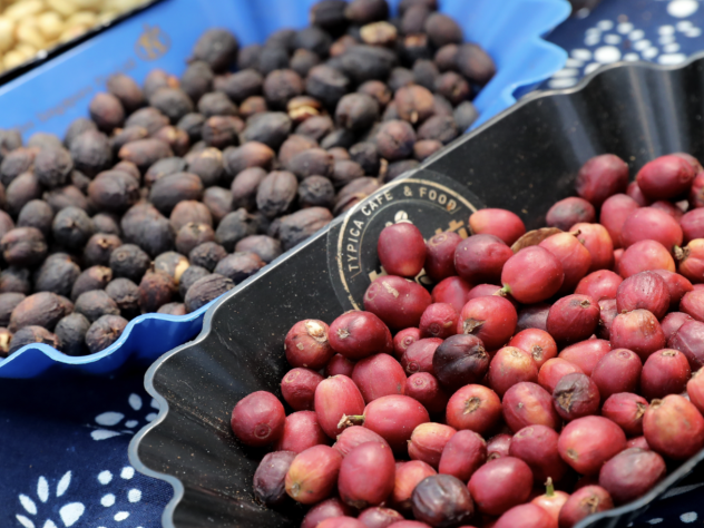 俄媒：中国云南咖啡深受外国游客喜爱