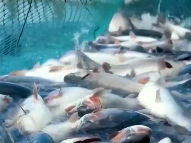 国内国外“双开花” 探秘高原三文鱼畅“游”世界背后的智慧密码