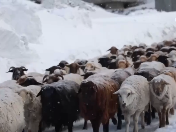 服务队温暖护航风雪转场路 现代化转型托起牧民新生活