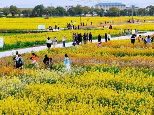 （乡村行·看振兴）江西樟树千亩油菜花盛放 为乡村振兴“景”上添彩