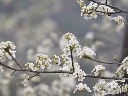 “花样经济”升温 带你“花式”解锁好春光