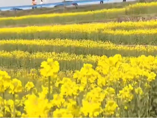 低空赏花、竹排泛舟……春日经济“金”满地 沉浸式体验“花漾生活”