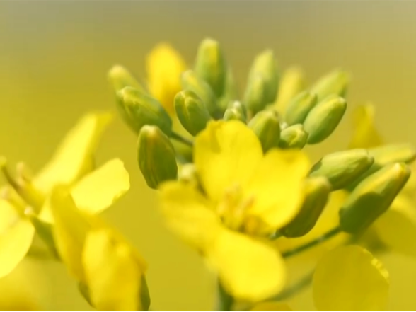 繁花竞放催热“春日经济” 多地围绕“春景产业”深耕文旅市场