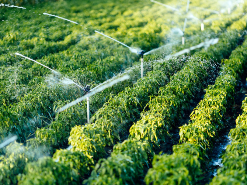 外媒：与中国合作，乌兹别克斯坦农业蓬勃发展