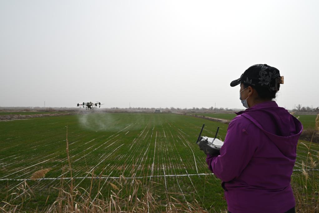 特写：飞翔在希望的田野——新疆喀什女飞手巧绘春耕新图景