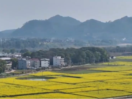 做旺“美丽经济” 传统农作物“蝶变”成农文旅融合“黄金产业”