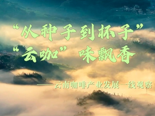 “从种子到杯子” “云咖”味飘香——云南咖啡产业发展一线观察