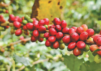 云南咖啡 香飘世界（国际视点）