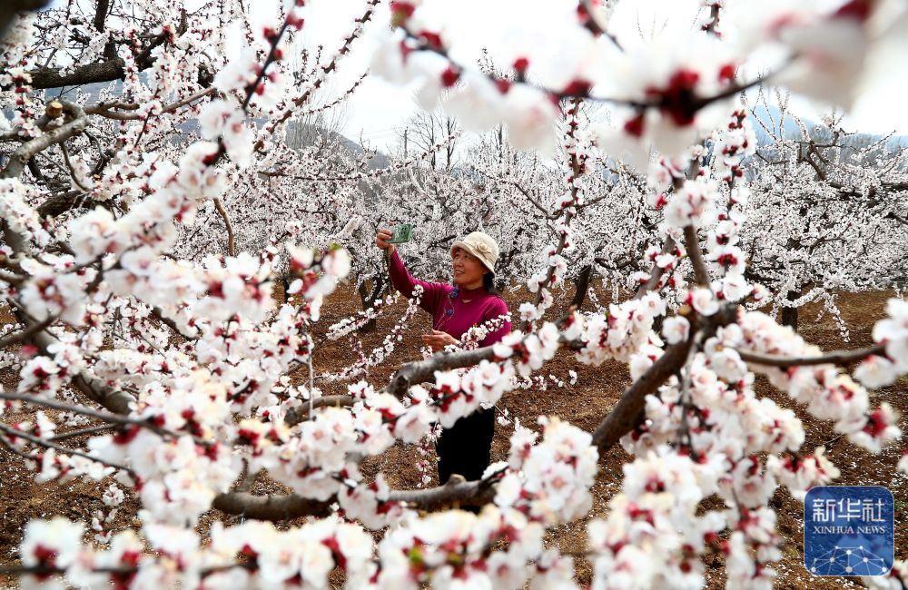 春暖赏花正当时