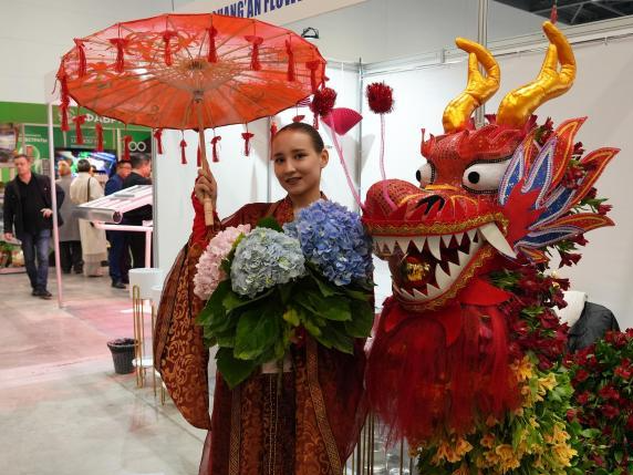 云南鲜花走俏阿斯塔纳：跨越五千多公里的“双向奔赴”