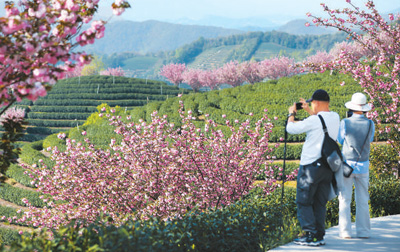 茶山樱花迎春开（侨乡新貌）