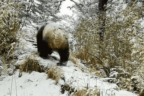 野生大熊猫林中漫步 开启春日“踏青”模式