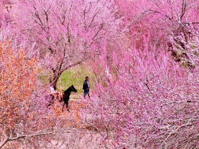 【文化中国行】在新疆寻找春天