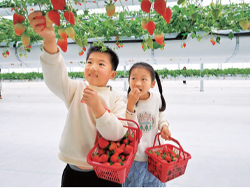 小草莓 “大甜头”