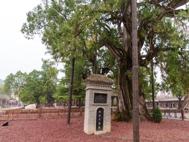 寻“根”黄帝陵 共植“桥山柏”